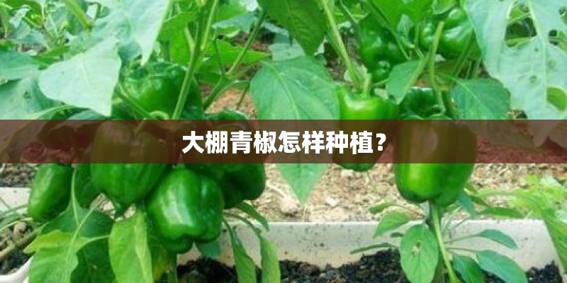 大棚青椒怎样种植？