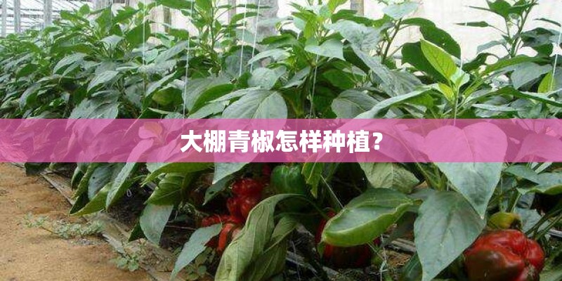 大棚青椒怎样种植？