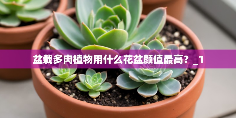盆栽多肉植物用什么花盆颜值最高？_1
