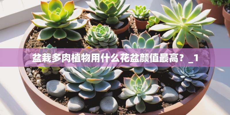 盆栽多肉植物用什么花盆颜值最高？_1