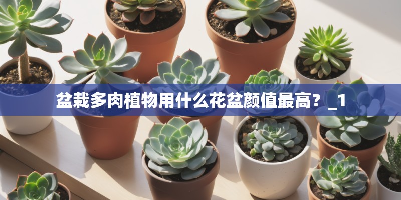 盆栽多肉植物用什么花盆颜值最高？_1
