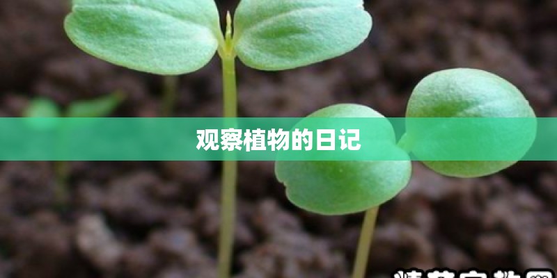 观察植物的日记