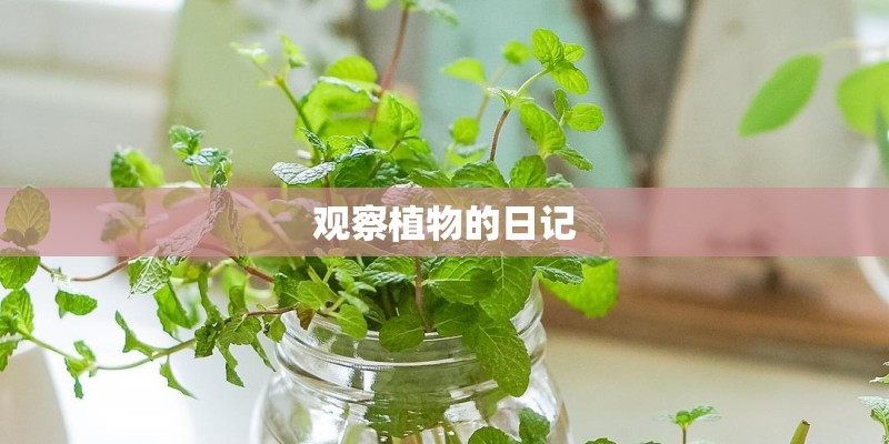 观察植物的日记