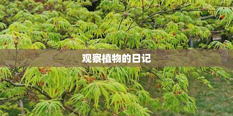 观察植物的日记