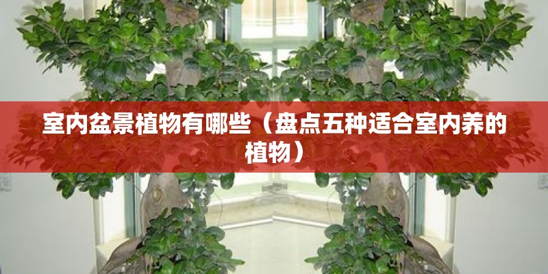 室内盆景植物有哪些（盘点五种适合室内养的植物）