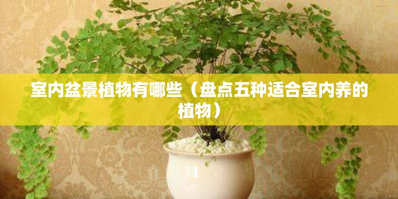 室内盆景植物有哪些（盘点五种适合室内养的植物）