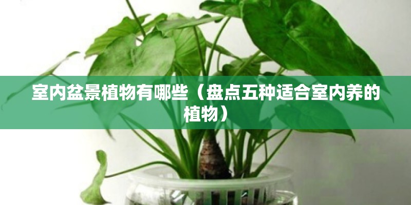 室内盆景植物有哪些（盘点五种适合室内养的植物）