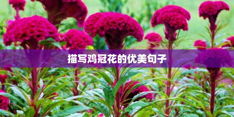 描写鸡冠花的优美句子