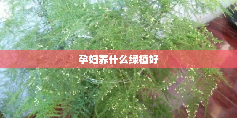 孕妇养什么绿植好