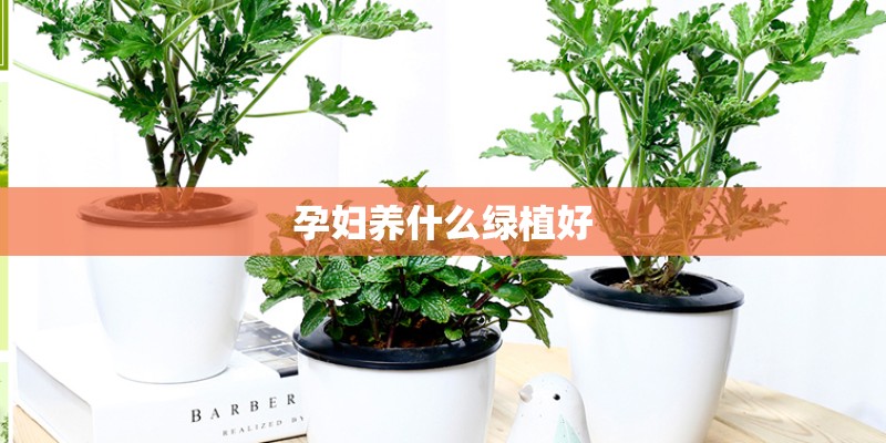 孕妇养什么绿植好