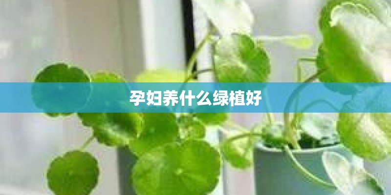 孕妇养什么绿植好