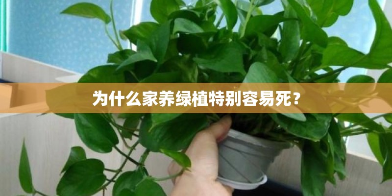 为什么家养绿植特别容易死? 为什么家养绿植特别容易死?