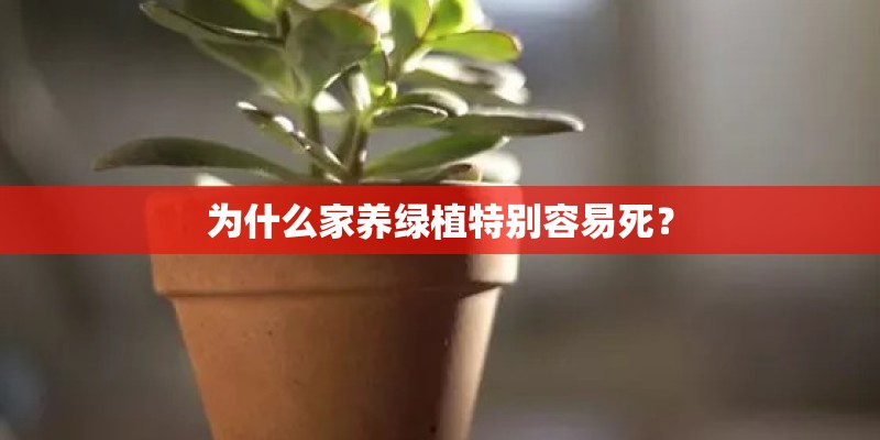 为什么家养绿植特别容易死? 为什么家养绿植特别容易死?