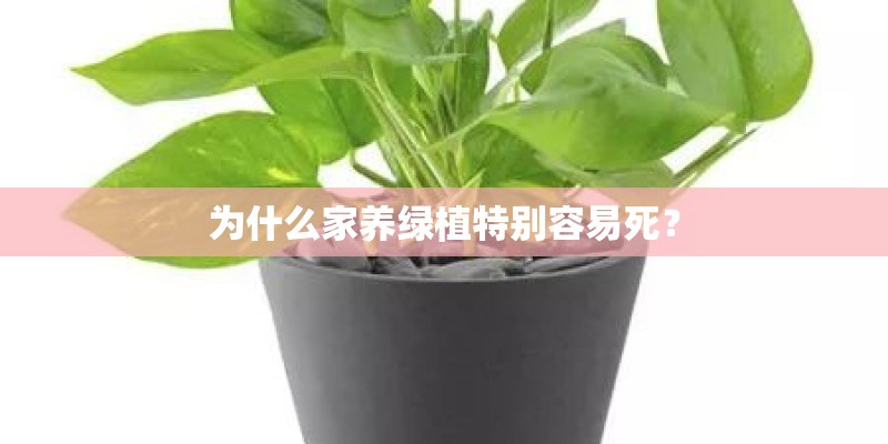 为什么家养绿植特别容易死? 为什么家养绿植特别容易死?