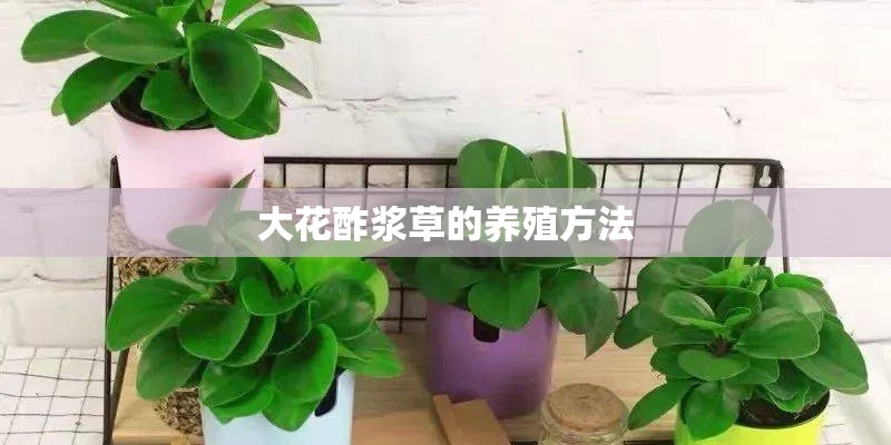 大花酢浆草的养殖方法
