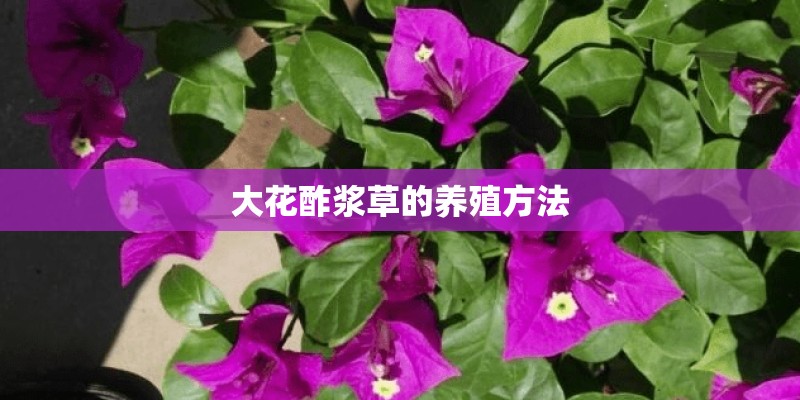 大花酢浆草的养殖方法
