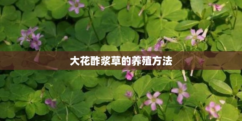 大花酢浆草的养殖方法