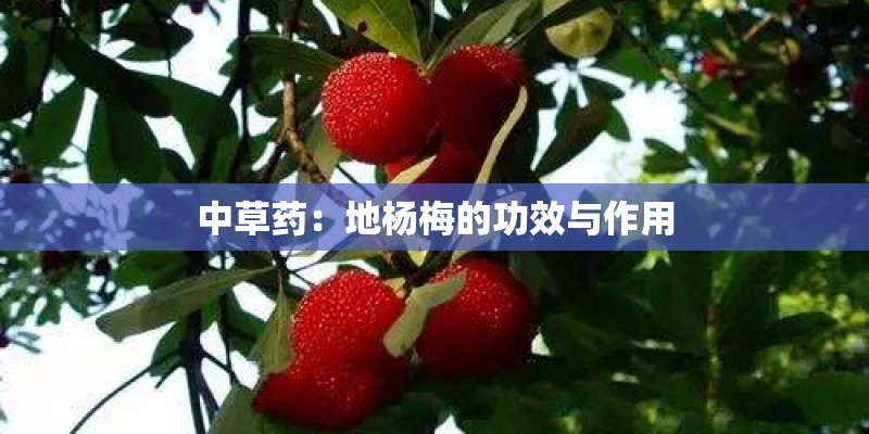中草药：地杨梅的功效与作用