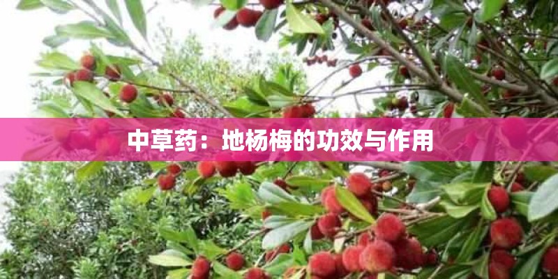 中草药：地杨梅的功效与作用