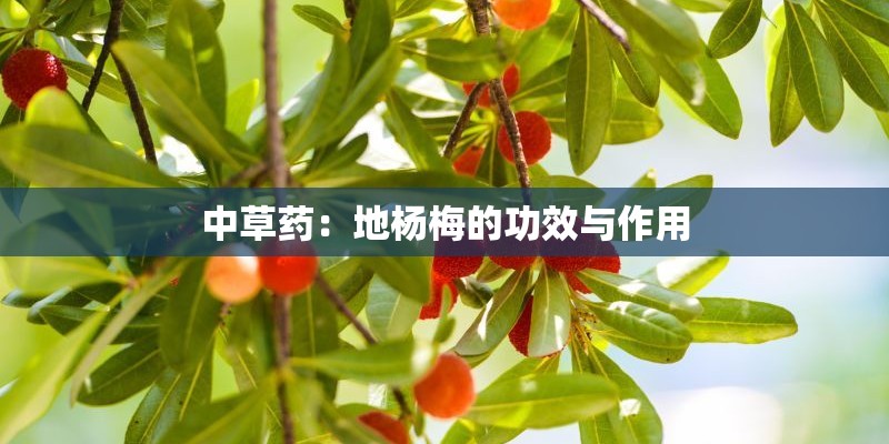 中草药：地杨梅的功效与作用