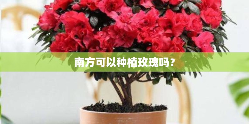 南方可以种植玫瑰吗？