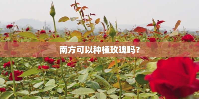 南方可以种植玫瑰吗？