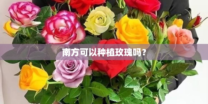 南方可以种植玫瑰吗？