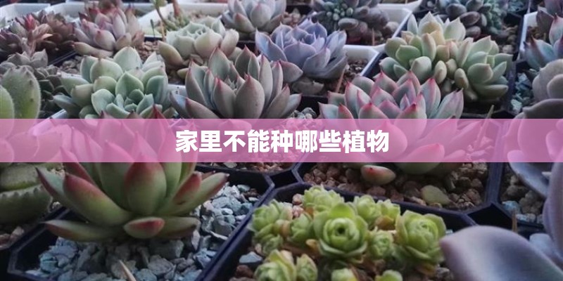 家里不能种哪些植物