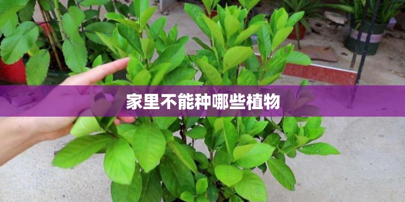 家里不能种哪些植物