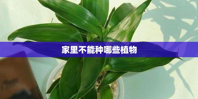 家里不能种哪些植物