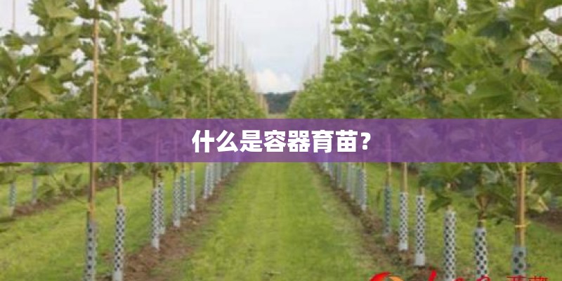 什么是容器育苗？