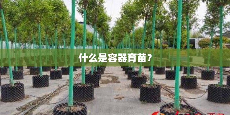 什么是容器育苗？