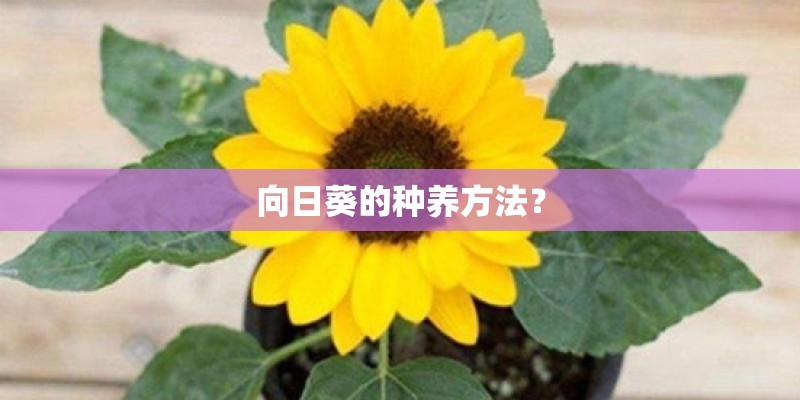 向日葵的种养方法？