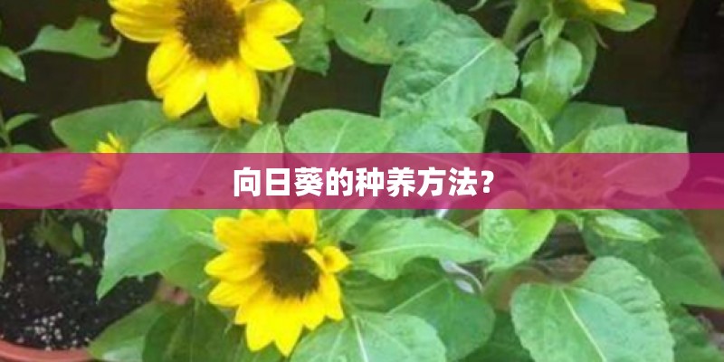 向日葵的种养方法？