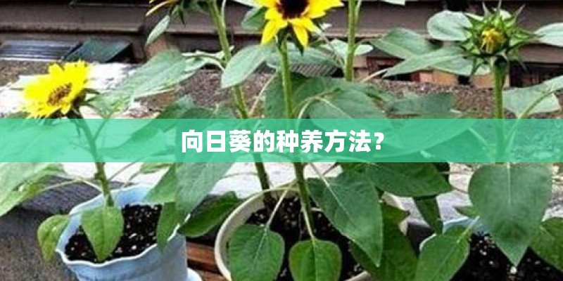 向日葵的种养方法？
