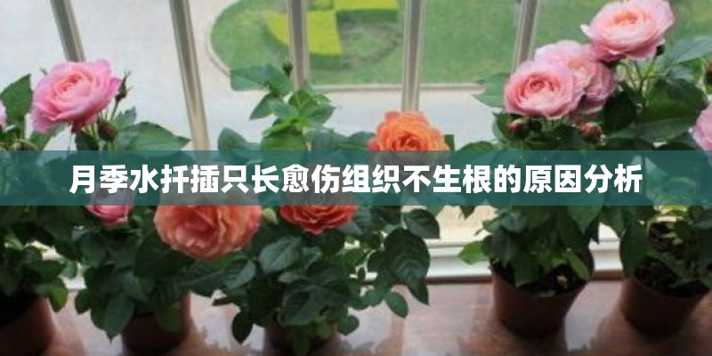 夏日凤凰岭