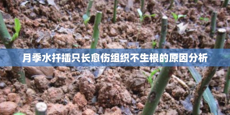月季水扦插只长愈伤组织不生根的原因分析 月季水扦插只长愈伤组织不生根的原因分析