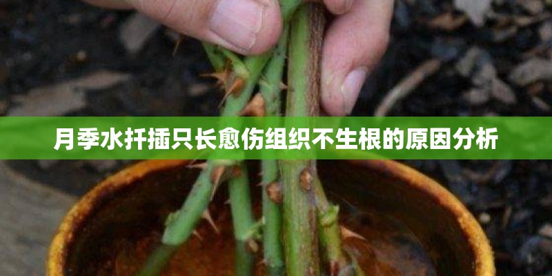 月季水扦插只长愈伤组织不生根的原因分析 月季水扦插只长愈伤组织不生根的原因分析