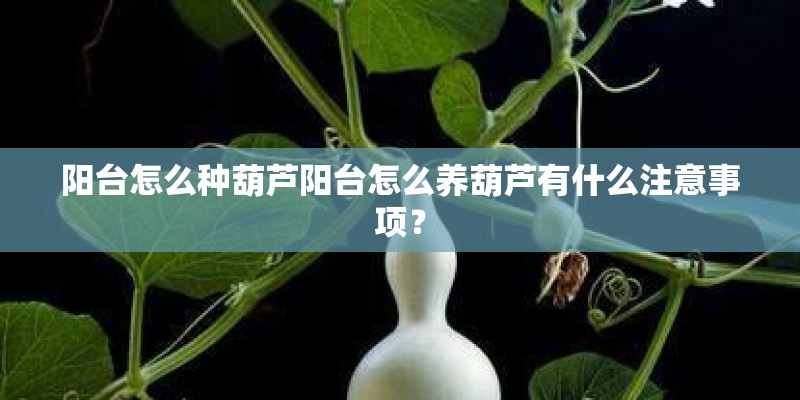 阳台怎么种葫芦阳台怎么养葫芦有什么注意事项？