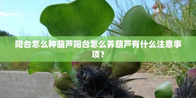 阳台怎么种葫芦阳台怎么养葫芦有什么注意事项？