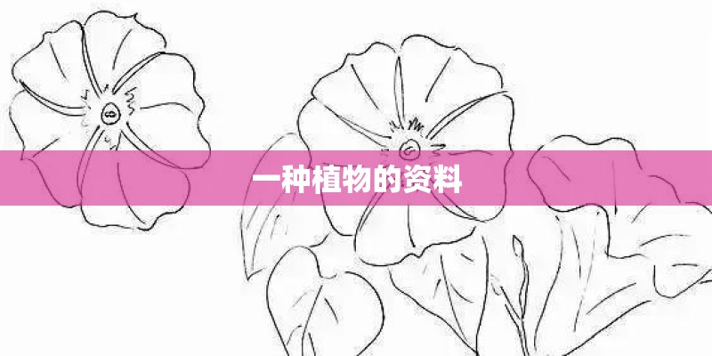 一种植物的资料