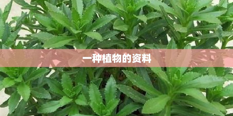 一种植物的资料