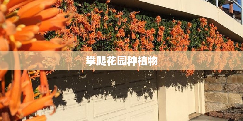 攀爬花园种植物