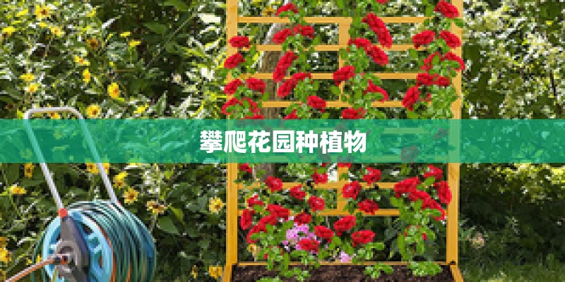 攀爬花园种植物