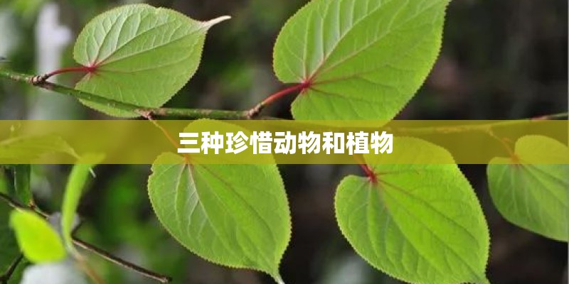 三种珍惜动物和植物