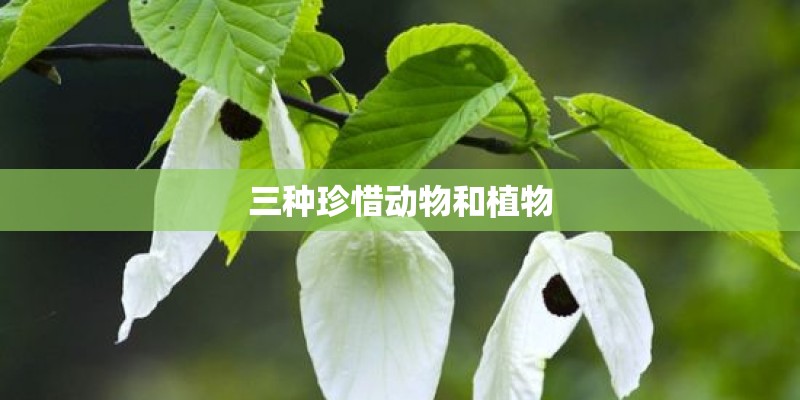 三种珍惜动物和植物