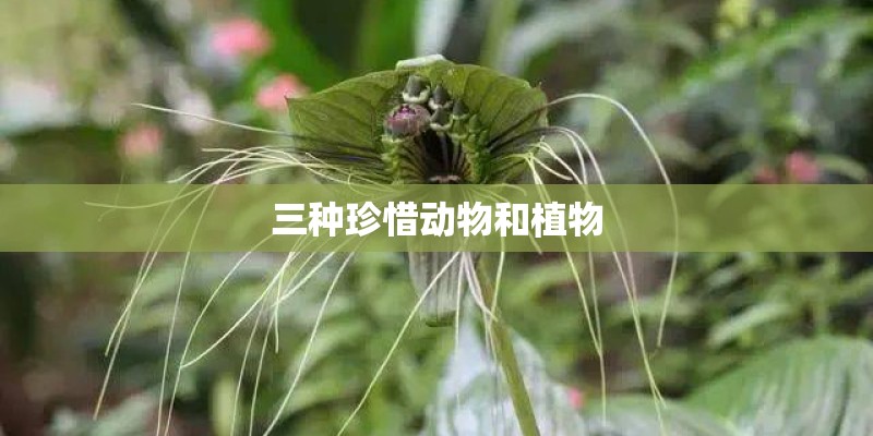 三种珍惜动物和植物