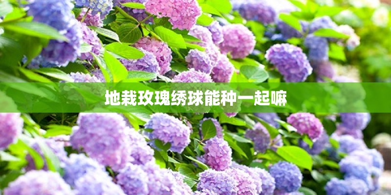 地栽玫瑰绣球能种一起嘛