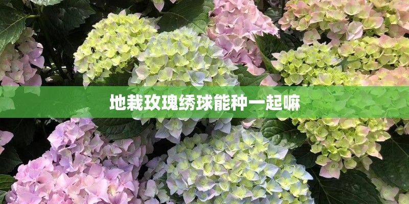 地栽玫瑰绣球能种一起嘛