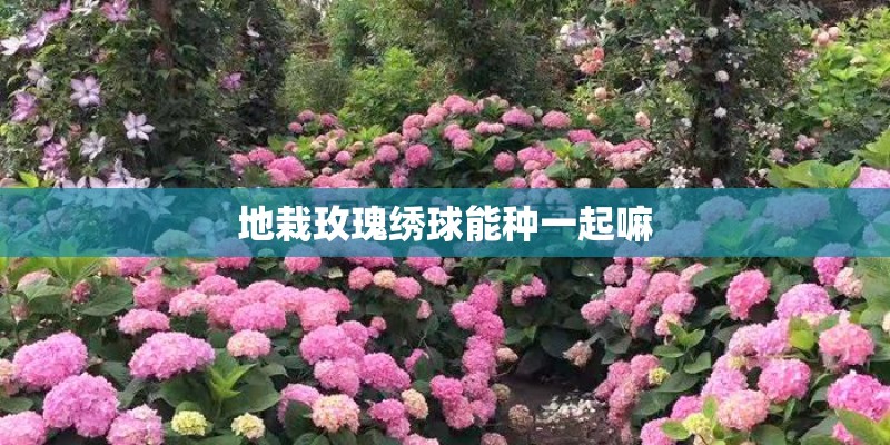 地栽玫瑰绣球能种一起嘛